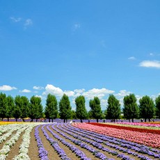 [삿포로] [하나투어]대구출발 티웨이항공 [대구출발] 홋카이도 4일 #JSP645TW4 #루스츠리조트 #후라노 #비에이 #아오이이케 #낭만오타루 #도야유람선 #홋카이도3대온천마을  #하나투어 #패키지