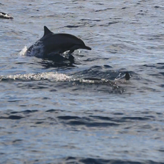 [보홀] 인천출발 제주항공 보홀 4일 #APP2387CF #돌핀베이리조트 #디럭스룸