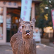 [일본 오사카] [라쿠투어] 오사카 나라(사슴공원,동대사) 아리마온천, 고베 야경 1일 버스투어 일본여행