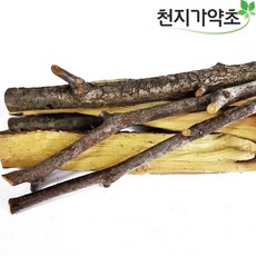 대추나무분재