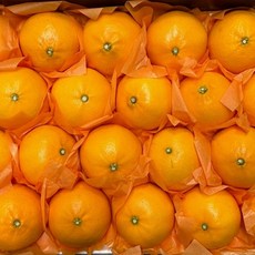 제주 천혜향 선물세트 5kg 중과, 1개