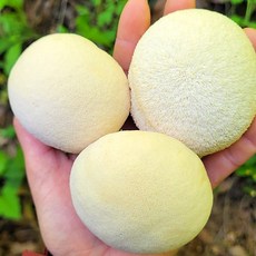 빅사이즈 슈퍼 무럭무럭 노루궁뎅이버섯 키우기 키트, 1개, 3kg