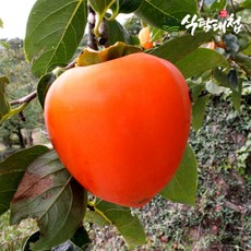 [식탐대첩] 국내산 대봉감 5kg 특대과 12-14과, 1개, 상세 설명 참조
