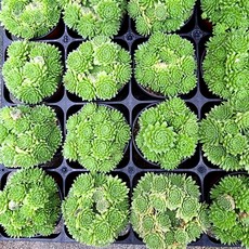 베란다화초키우기