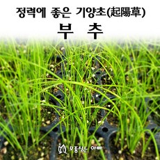 [모종심는아빠] 정력에 좋은 기양초 부추 모종(포트), 36개