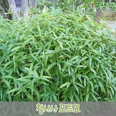 서양배나무