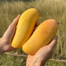 태국 마하차녹 생망고 무지개망고 2kg 4kg, 1박스, 태국 무지개망고 (마하차녹)/4kg (12과내외)