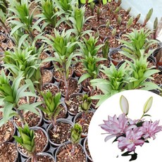겹백합포트 연핑크 찐핑크 백색 3종 세트 구근식물 백합포트, 1개