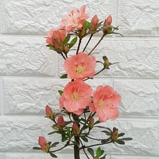 약혜비수