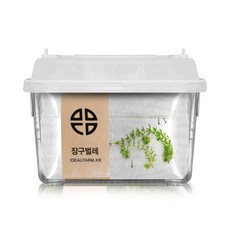 장구벌레관찰자연