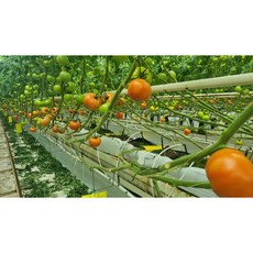[더생생] 산지직송 직접키우는 완숙토마토 2-3번 로얄사이즈 5키로 김제스마트팜, 1박스, 5kg