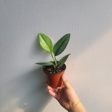 스킨답서스트루비