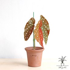 베고니아마큘라타