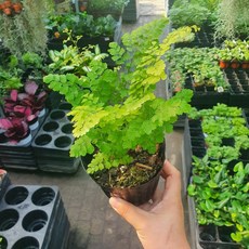 꽃백화점 아디안텀 소품 15cm 45