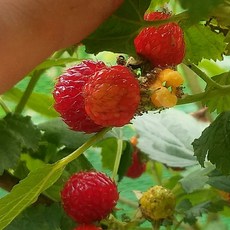생물 산딸기 1kg(딱 한달만 제철) 장기/보경사