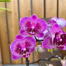 파티시엘데코쇼콜라