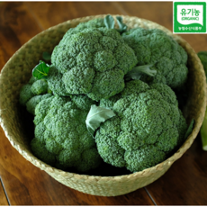 강원도 유기농 브로콜리 1kg 2kg, 브로콜리2kg