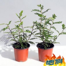 산초나무 TOP01