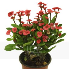 [꽃사랑식물나라] 꽃기린 빨강 레드 다육이 선인장 공기정화식물 사계절 화분 인테리어