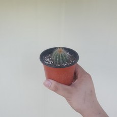 수박선인장 소품 다육식물 10~25cm 25 화분 토분 f