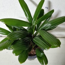 관음죽