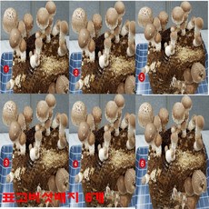  주부9단 친환경 표고버섯 키우기 사각배지 6개 네모 표고버섯 베지 국내산 무농약 참나무 톱밥 종균 집에서 버섯요리 자연체험 농장 추천, 2개 