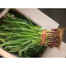 추천6풋마늘김치