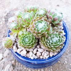 인커피식물카페 왕거미 바위솔 도자기화분 9900원 공기정화식물