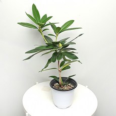 만병초꽃