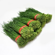 영양부추 10단 (1단 200g), 단품