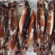 맛있는농수산 동해 작은오징어 통찜 철 손질 생물 급냉 활 초코 숙회 먹통 무늬 흰 총알배송 1kg
