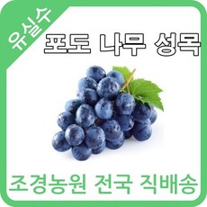 대한조경농원 포도 나무 (3~7년생)(분) [샤인머스켓 MBA머루포도 거봉 켐벨], 켐벨 2그루