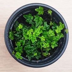 이끼몰 제주애기모람 별 테라리움 만들기 키트 DIY, 1개