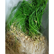 국산) 당일수확해 싱싱하고 향긋한 달래 400g 1kg / 봄나물 달래1kg 세척달래 달래장 달래무침 달래나물 손질달래, 1개