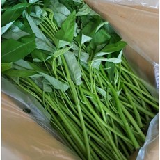 [선호네] 당일수확 국산 morningglory 공심채 500g 1kg 모닝글로리 공심채볶음 국산공심채 모닝글로리공심채 공심채씨앗 궁채 국산궁채나물 청경채 베트남요리 태국요리, 1개