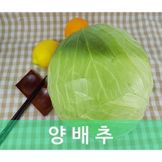 배추1망