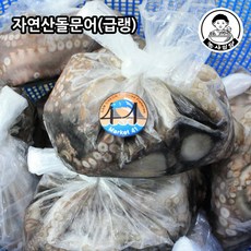 남해문어