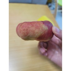 프리미엄 유럽납작복숭아 1kg 황금납작복숭아 국산 대극천 아님 1개