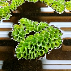 관상용새우 TOP01