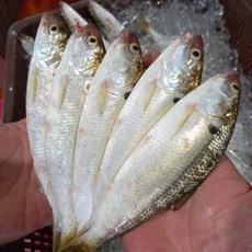 지안 전어회 세꼬시 필렛 전어, 1개, 필렛 250g 6-9미 내외