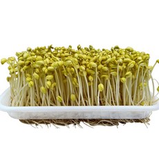 콩나물재배키트