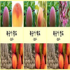 개복숭아나무