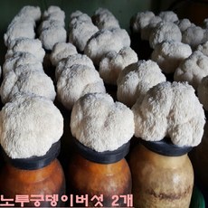 표고버섯종균