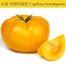 노란 브랜디와인토마토 Yellow Brandywine 달콤한 희귀토마토 교육체험용 세트, 1개