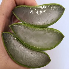 거제 생알로에 3kg 무농약 생잎 알로에베라 식용 먹는 알로에 잎, 3kg 특(선물용), 1개