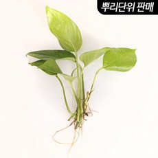 스킨답서스 3촉 - (베타수초 원예수초), 1개