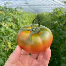 [농협인증] 부산 대저 짭짤이 토마토, 1박스, 2.5kg(로얄소과)