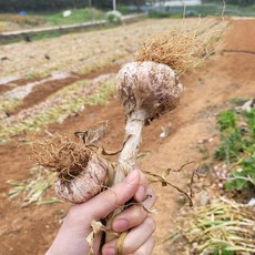 농랑부랑 서산 햇마늘 저장마늘 밭마늘 반접 50개(소)