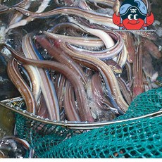 통영 자연산 손질 바다 장어회 1kg 손질 아나고회 칠암식 세꼬시 붕장어 회400g, 1개, 중장어, 국거리용 1kg(4-5미)
