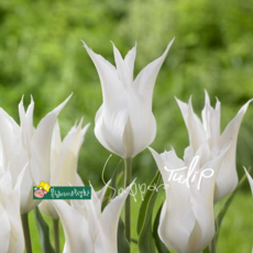 건강한춘복이네